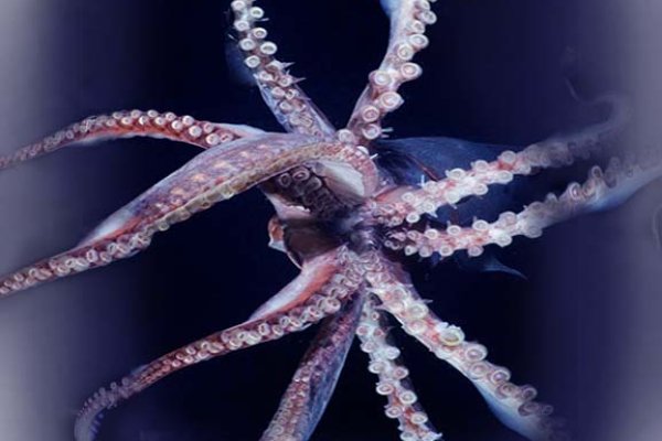 Kraken market зеркала