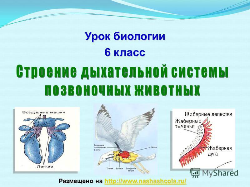 Кракен даркнет маркет ссылка на сайт тор